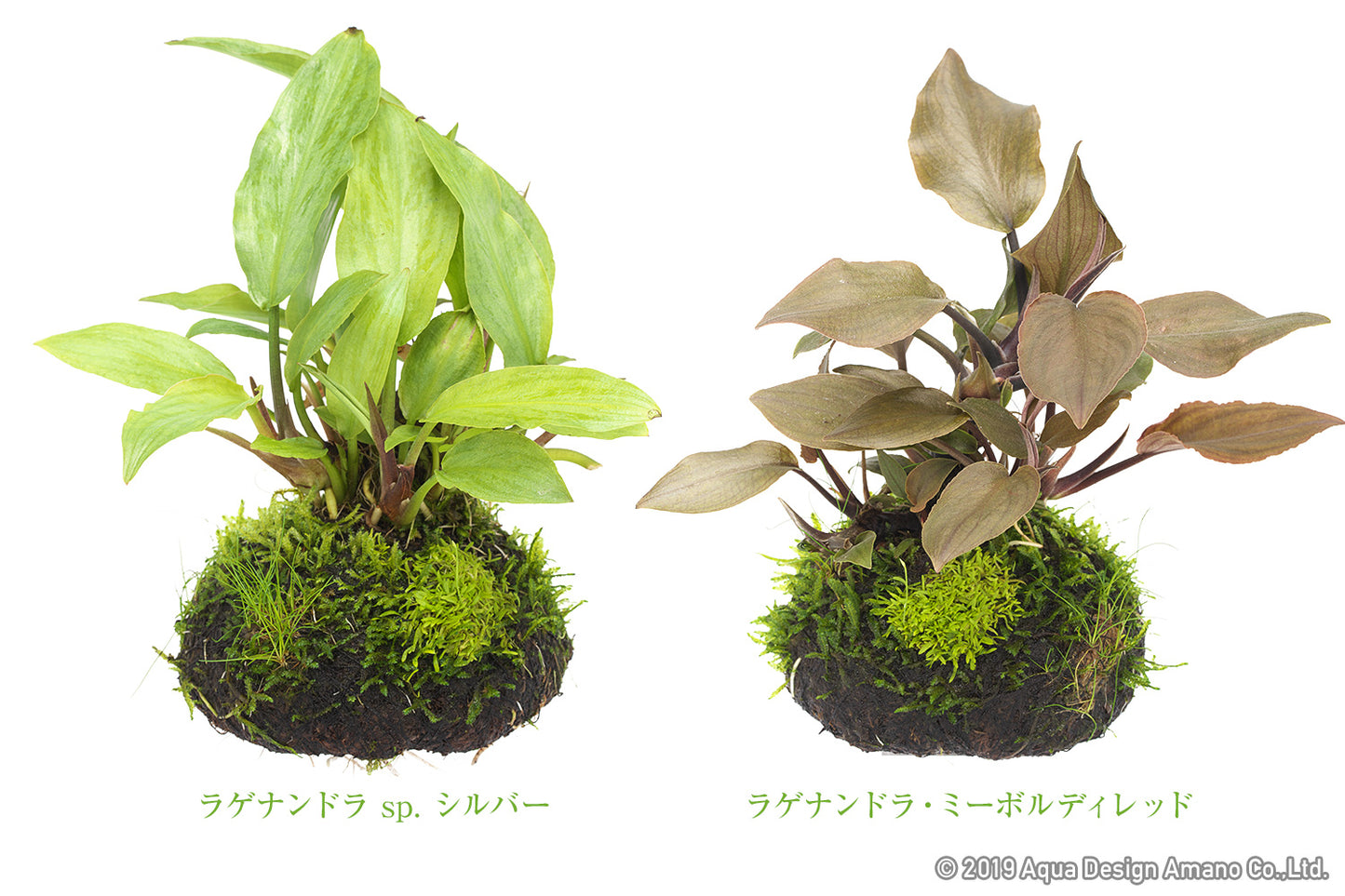 Wabi Kusa Workshop (9/7 at Fancy Plants)